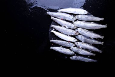 Çiğ ringa balığı, tuzlu ve biberli, yazı için yeri olan. Balık arkaplanı.