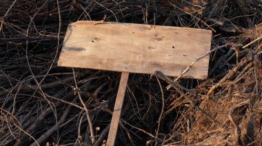 Korkunç boş ahşap levha kuru dalların üzerinde yatıyor. Uzayı kopyala Cadılar Bayramı. 