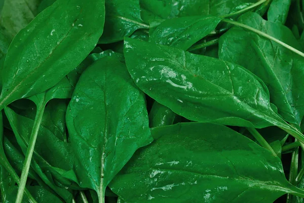 Fresh Spinach Leaves Background — Stock Photo, Image