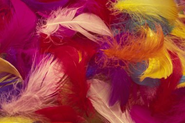 Renkli tüy arka planı. Üst görünüm.