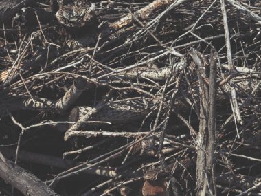 Korkunç boş ahşap levha kuru dalların üzerinde yatıyor. Uzayı kopyala Cadılar Bayramı. 