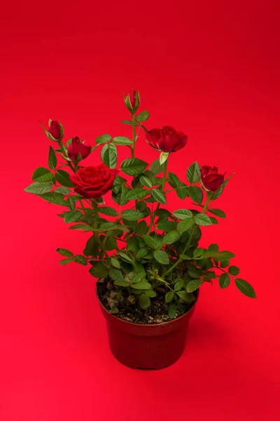 Czerwone Róże Garnku Czerwonym Tle Przestrzeń Kopiowania — Zdjęcie stockowe