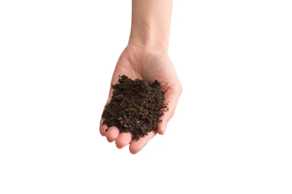 Brown Soil Woman Hands Isolated White Background — Stock Photo, Image