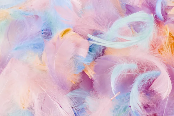 Colorful Feather Background Isolated White Copy Space — Stock Photo, Image