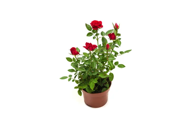 Red Roses Pot Isolated White Background — Stock Photo, Image