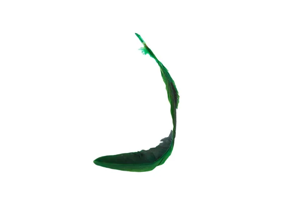 Green Feather Isolated White Background — Stock Photo, Image