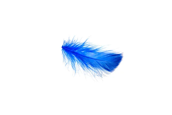 Blue Feather Isolated White Background — Stock Photo, Image