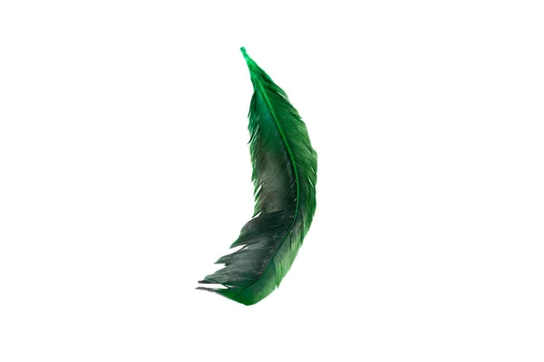 白色背景下孤立的绿色羽毛 — 图库照片