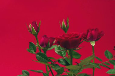 Kırmızı arkaplanda kırmızı güller. Boşluğu kopyala.