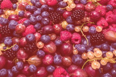 Bektaşi üzümü, yabanmersini, dut, ahududu, beyaz ve kırmızı frenk üzümü arka plan. 