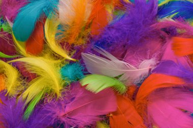 Renkli tüy arka planı. Üst görünüm.
