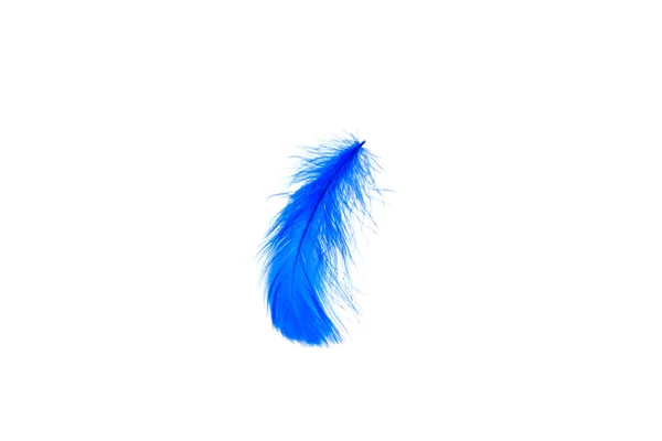 Blue Feather Isolated White Background — Stock Photo, Image