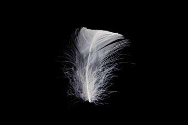 Siyah bir arkaplanda beyaz yüzen tüy izole. 
