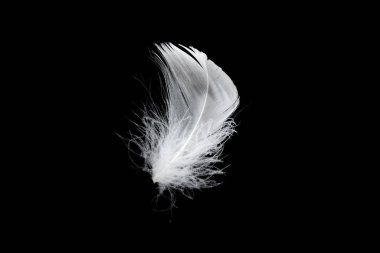 Siyah bir arkaplanda beyaz yüzen tüy izole. 