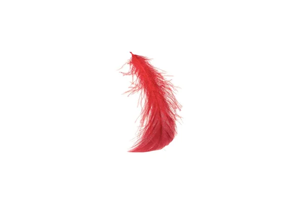 Red Feather Isolated White Background — Stockfoto