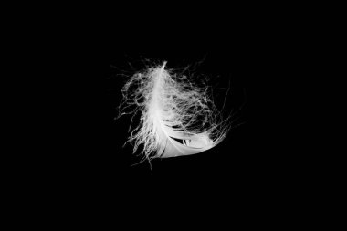 Siyah bir arkaplanda beyaz yüzen tüy izole. 
