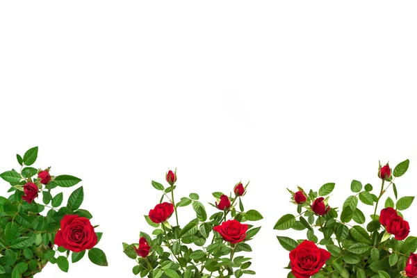 Rosas Vermelhas Pote Isolado Fundo Branco — Fotografia de Stock