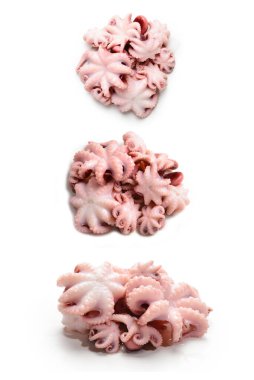 Ahtapot beyaz arkaplanda izole edildi. 