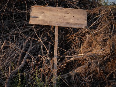Korkunç boş ahşap levha kuru dalların üzerinde yatıyor. Uzayı kopyala Cadılar Bayramı. 
