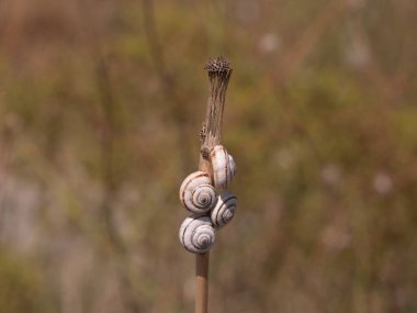 Salyangozlu ağaç dalı. Doğa. 