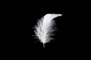 Siyah bir arkaplanda beyaz yüzen tüy izole. 
