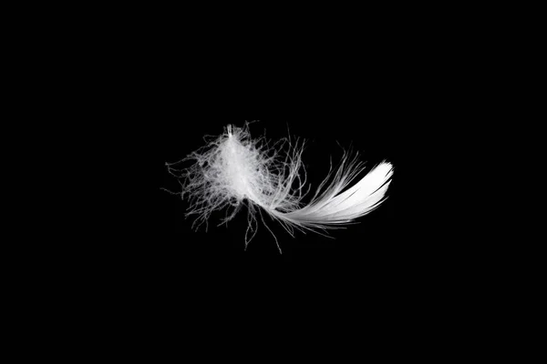 White Floating Feather Isolated Black Background — Stock Photo, Image