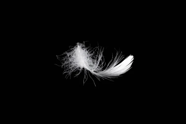 White Floating Feather Isolated Black Background — Stock Photo, Image