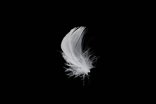 Pluma Flotante Blanca Aislada Sobre Fondo Negro — Foto de Stock