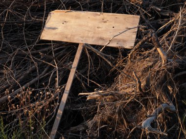 Korkunç boş ahşap levha kuru dalların üzerinde yatıyor. Uzayı kopyala Cadılar Bayramı. 