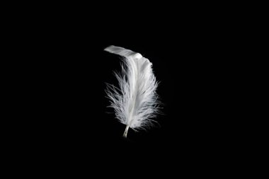 Siyah bir arkaplanda beyaz yüzen tüy izole. 