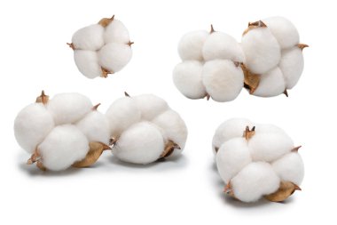 Beyaz arka planda pamuk dalı izole edilmiş. Üst görünüm. 