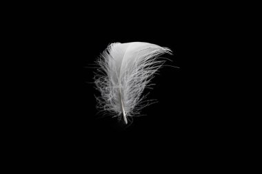 Siyah bir arkaplanda beyaz yüzen tüy izole. 