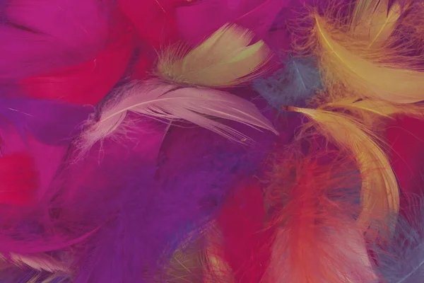Colorful Feather Background Top View — Stock Photo, Image