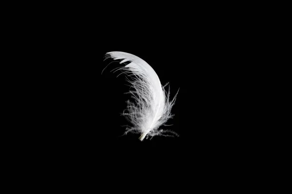 White Floating Feather Isolated Black Background — Stock Photo, Image