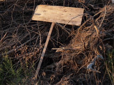 Korkunç boş ahşap levha kuru dalların üzerinde yatıyor. Uzayı kopyala Cadılar Bayramı. 