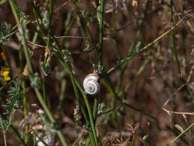 Salyangozlu ağaç dalı. Doğa. 