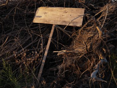 Korkunç boş ahşap levha kuru dalların üzerinde yatıyor. Uzayı kopyala Cadılar Bayramı. 