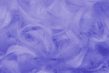 Arka plan olarak mor tüy, üst görünüm. 