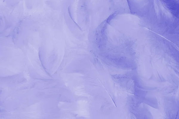 Фиолетовое Перо Качестве Фона Вид Сверху — стоковое фото