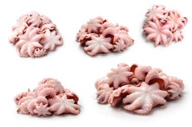 Ahtapot beyaz arkaplanda izole edildi. 