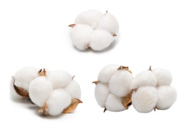 Beyaz arka planda pamuk dalı izole edilmiş. Üst görünüm. 