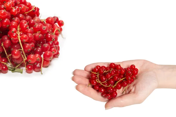 Gustoso Ribes Rosso Mano Donna Isolato Sfondo Bianco — Foto Stock