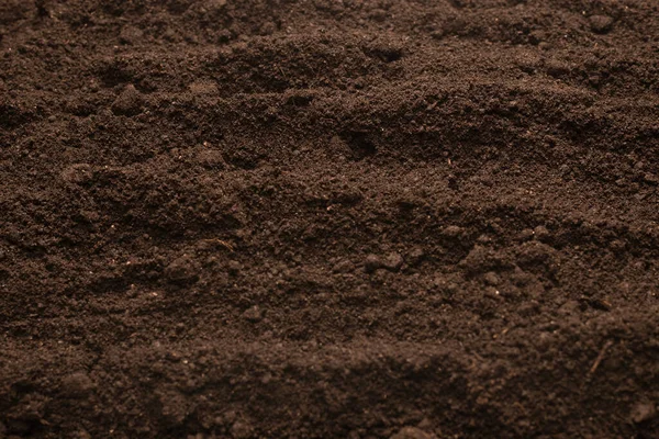 Black Land Plant Background Top View — Stock Photo, Image