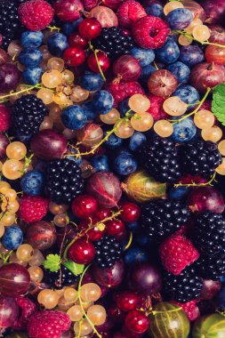 Bektaşi üzümü, yabanmersini, dut, ahududu, beyaz ve kırmızı frenk üzümü arka plan. 
