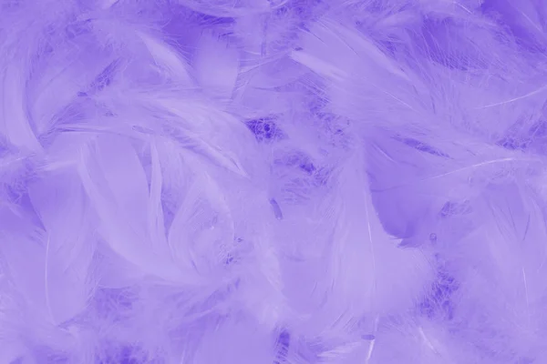 Violette Veer Als Achtergrond Bovenaanzicht — Stockfoto