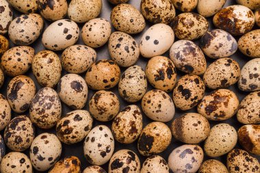 Arka plan olarak bir grup bıldırcın yumurtası. Çiğ yumurta..