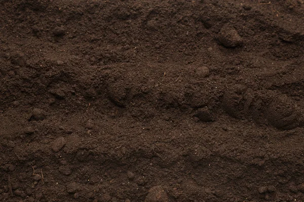 Black Land Plant Background Top View — Stock Photo, Image