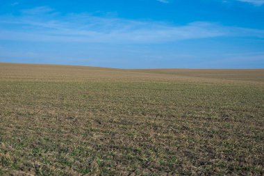 Arkaplan olarak sürülmüş tarla ve mavi gökyüzü. 