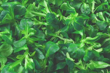 Beyaz arka planda püre salatası. Üst görünüm. 