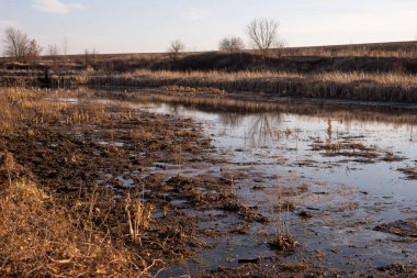 Bataklık manzarası. Kirli nehir, kırsal bölge. 